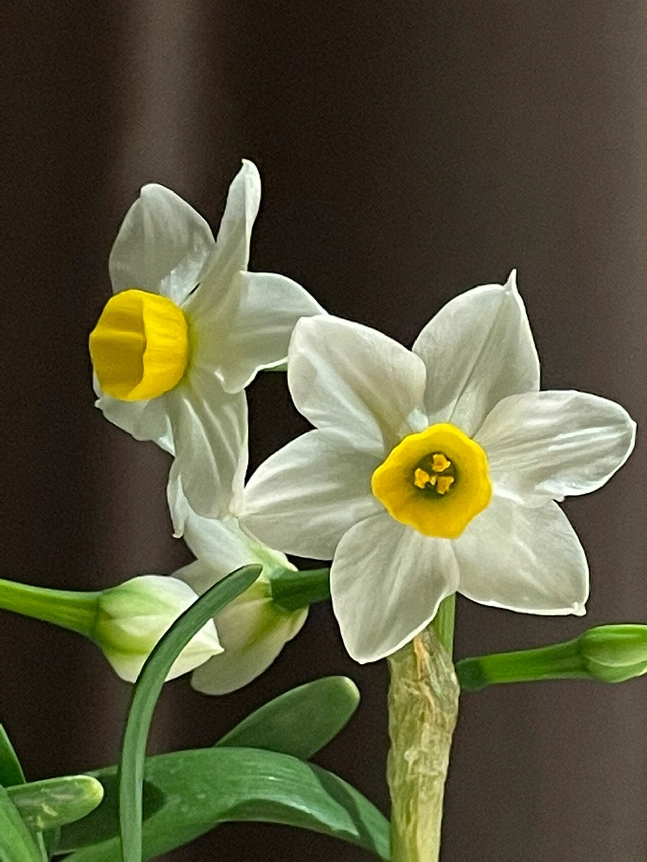 彩铅花卉-水仙花终于画好了