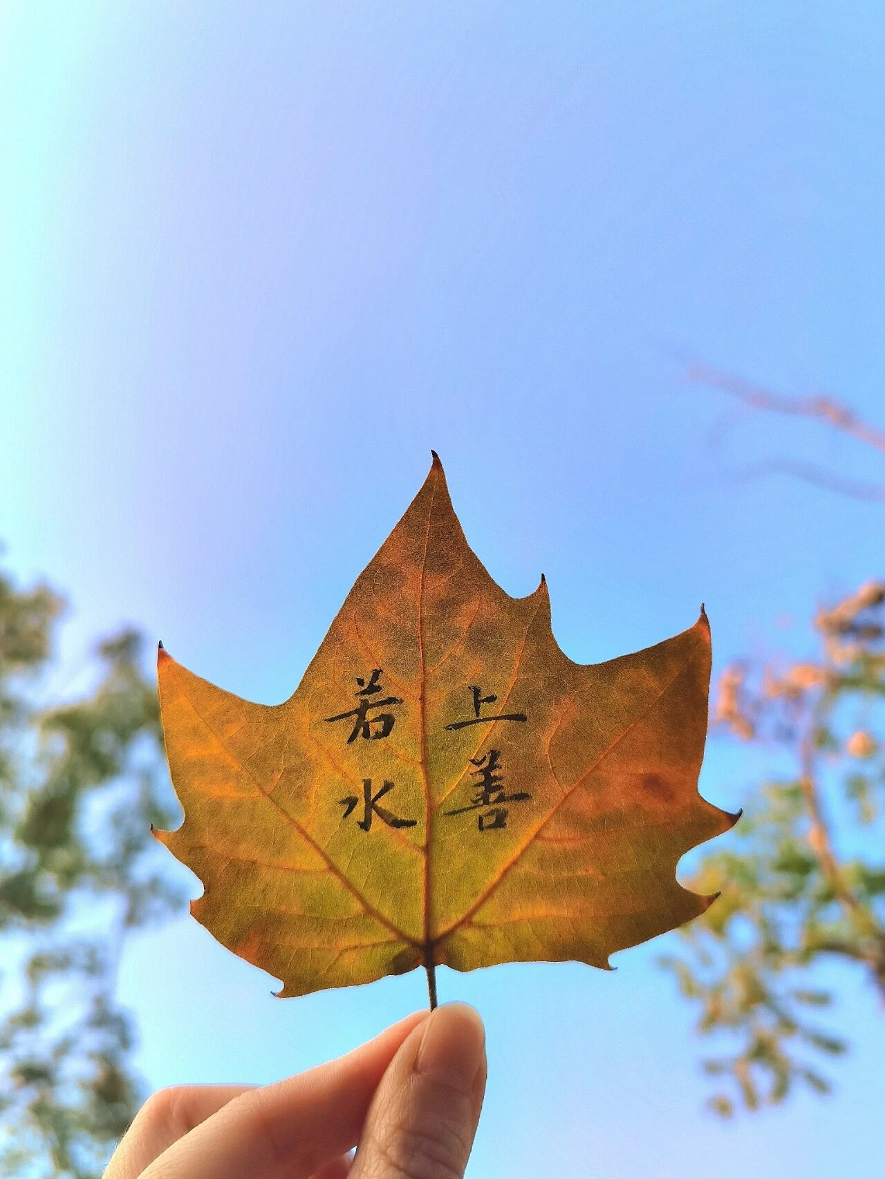 又去捡树叶写字了,太美啦