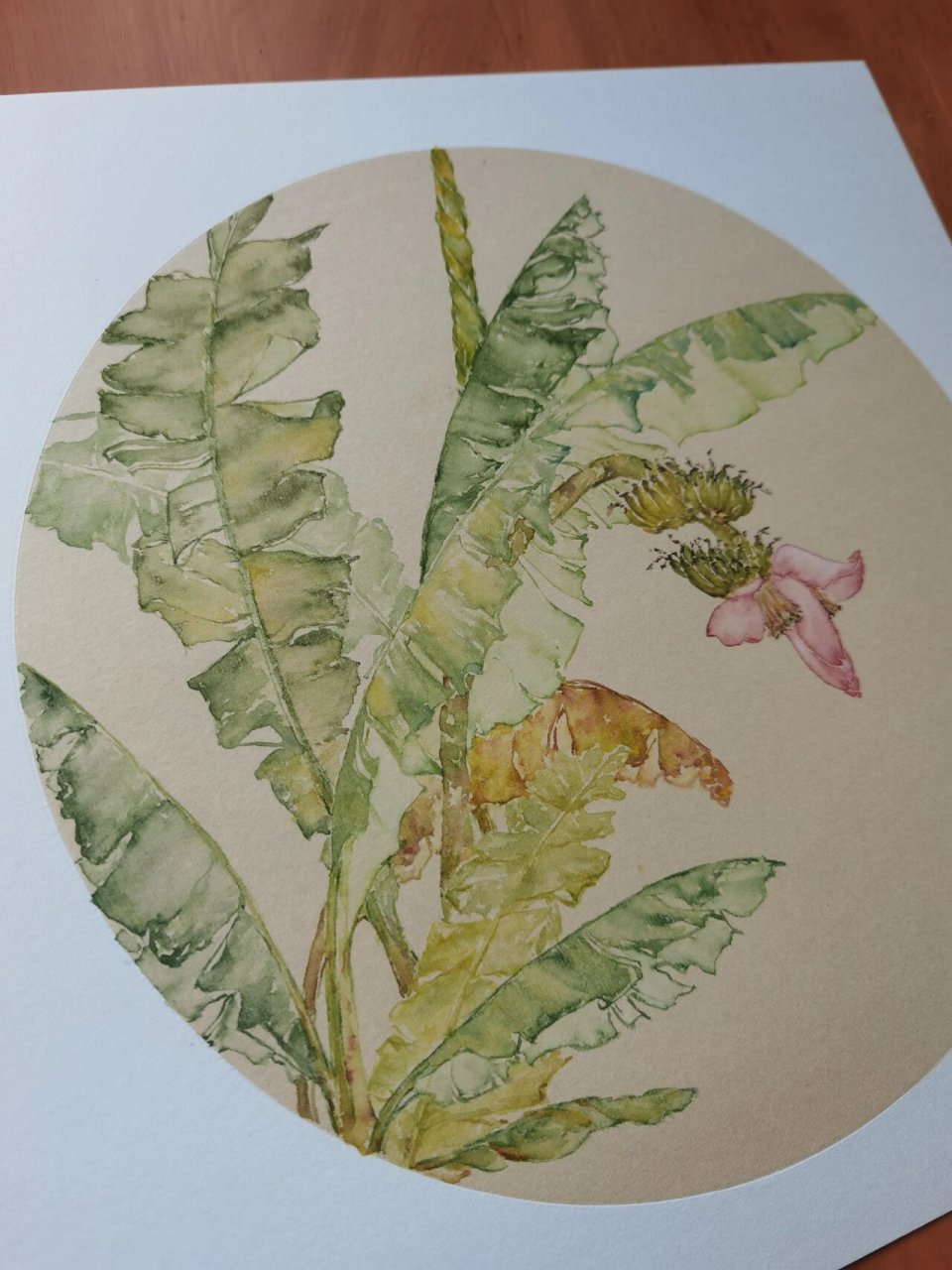 没骨画:芭蕉(原创写生) 香蕉吃了很多,香蕉树也见了不少,唯独芭蕉花却