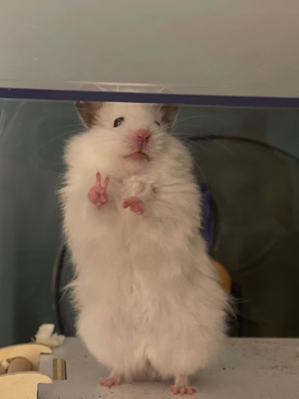 它会用脚丫子比耶!