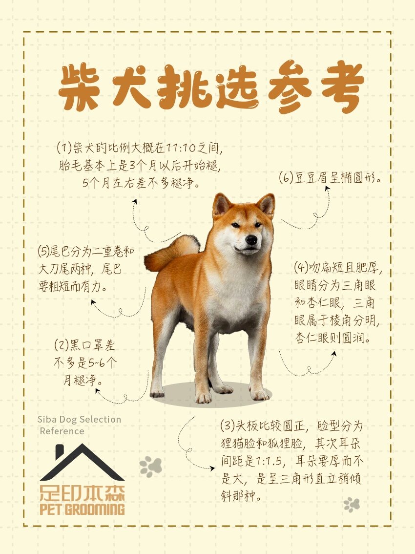 柴犬挑选标准参考