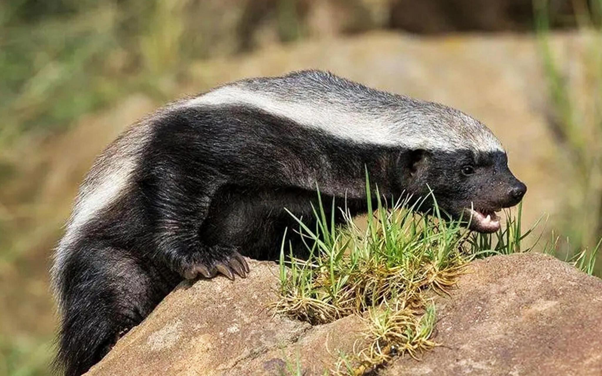 平头哥蜜獾壁纸图片