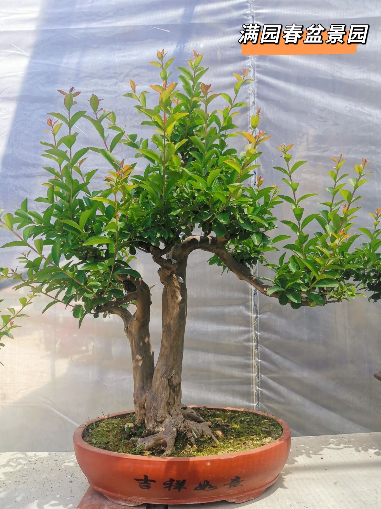 紫薇盆景—花开百日红   	 紫薇盆景耐干旱,冬季更耐寒,是北方庭院