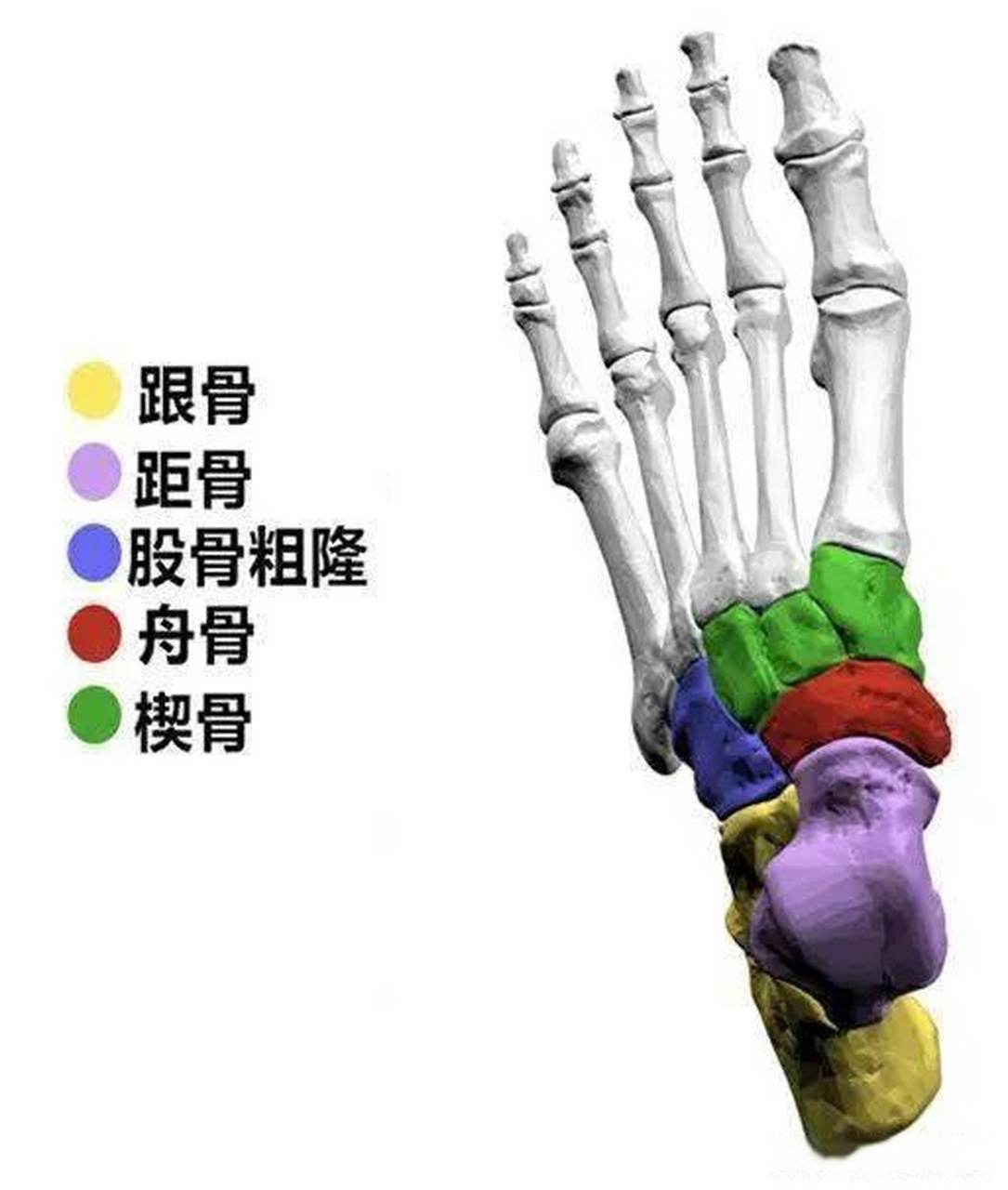 天津津门虎的明天左脚楔(xie)骨出现骨裂,网上查了下,这个地方的骨裂