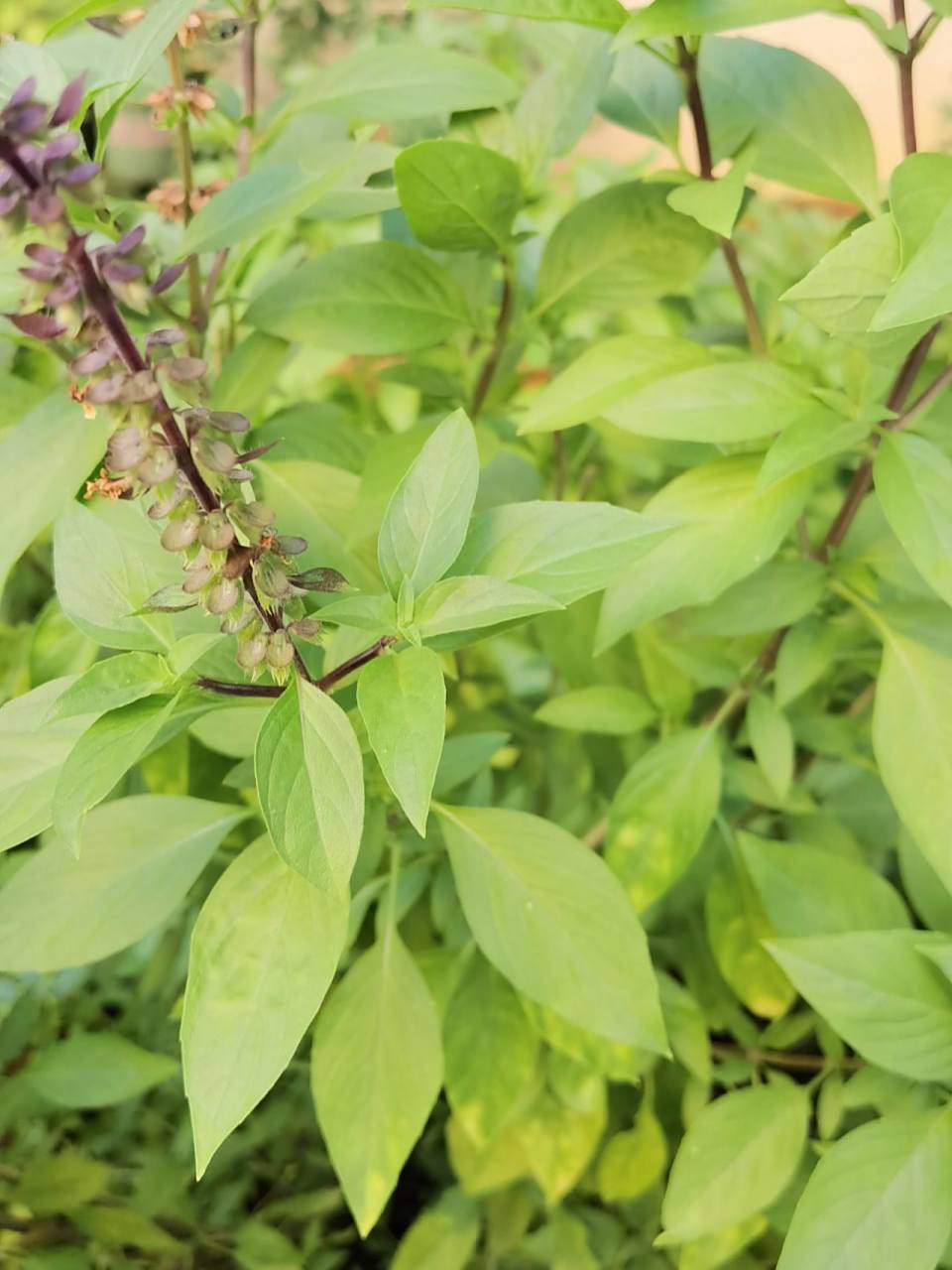 九层塔又名"鱼香菜", 九层塔又名"鱼香菜","罗勒",粤东客家地区和潮汕