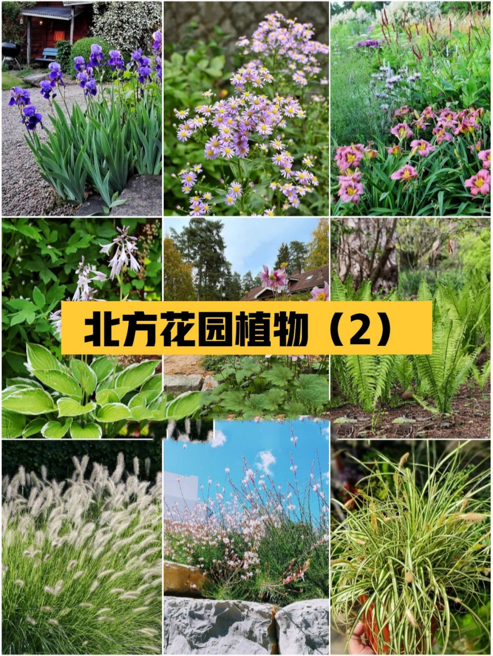 9款北方花园植物品种/耐寒宿根花草/石家庄 封面1-3:德国鸢尾,紫菀