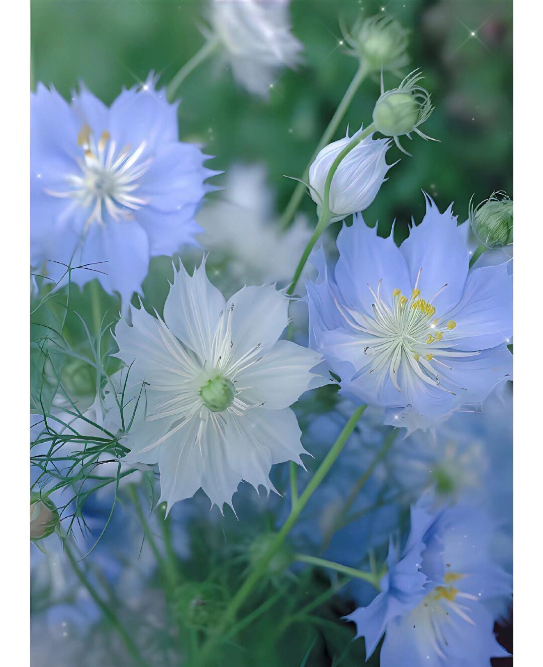 每天认识一种花029‖黑种草