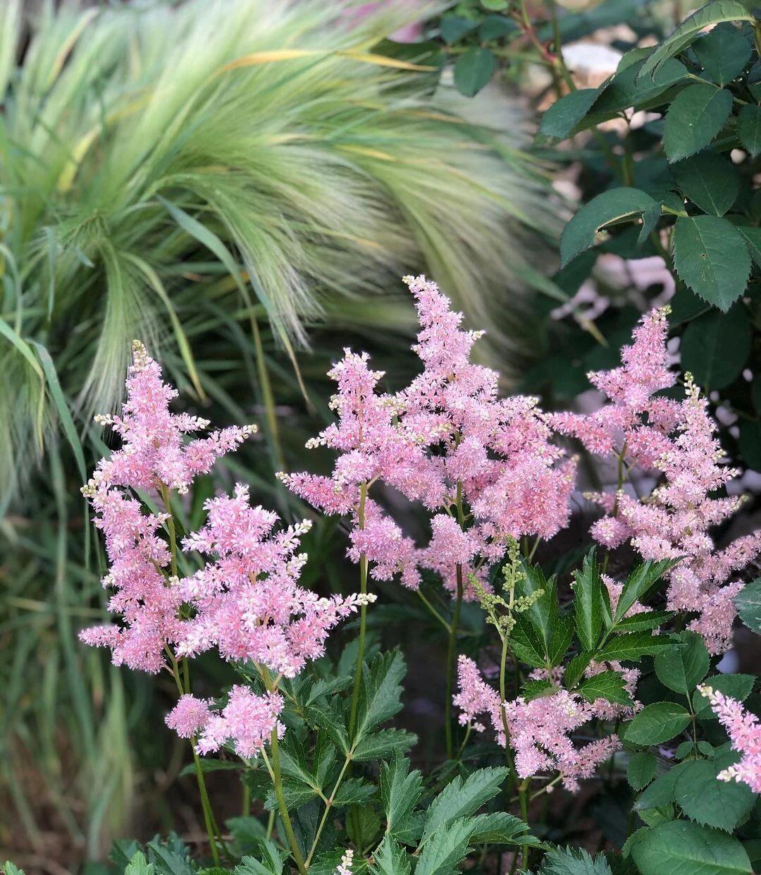 今天分享～络新妇 虎耳草科落新妇属 多年生草本植物落新妇在我国分布