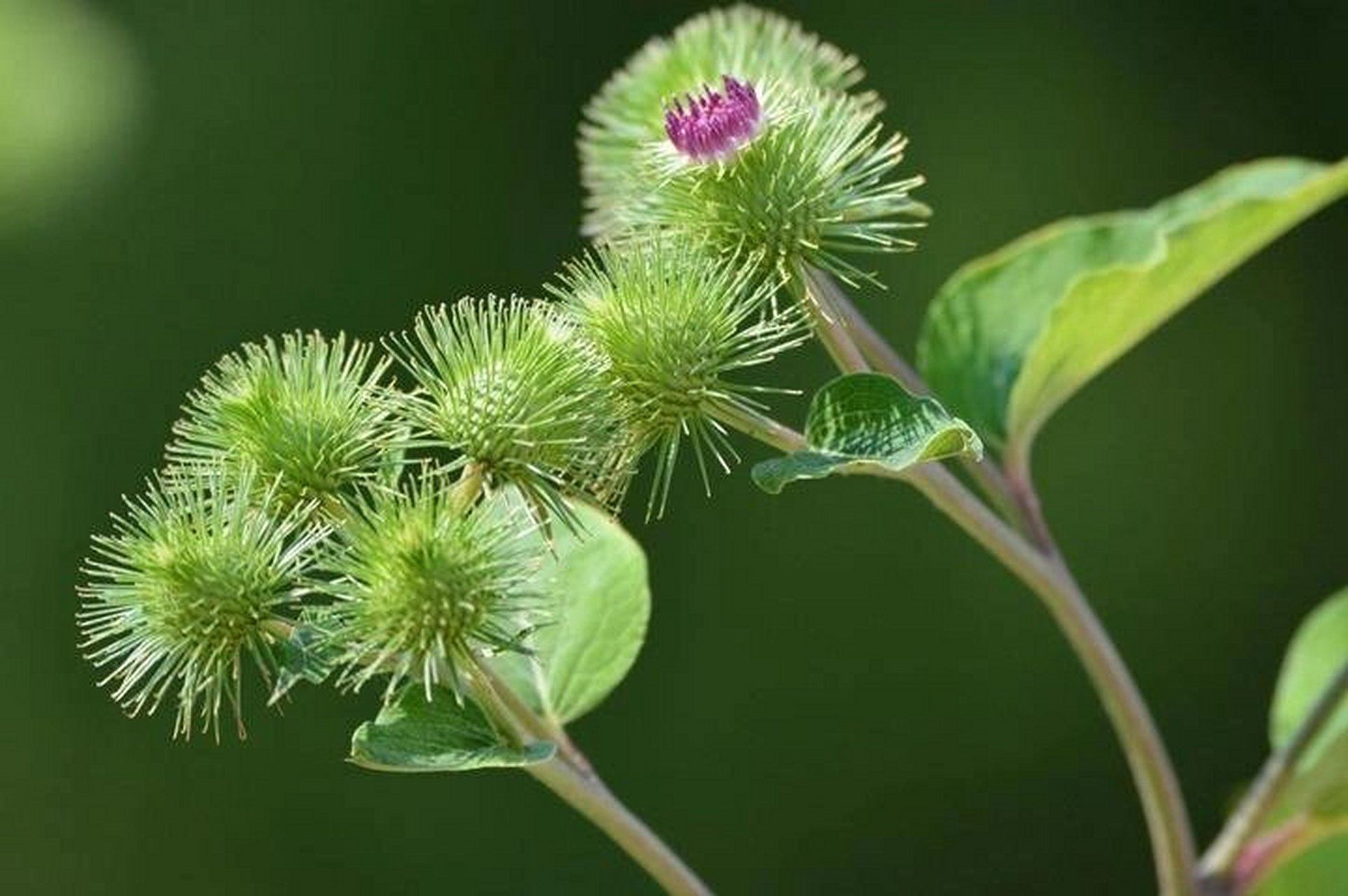 疏风散热,宣肺发疹,清咽利喉 牛蒡子为菊科二年生草本植物牛蒡的干燥
