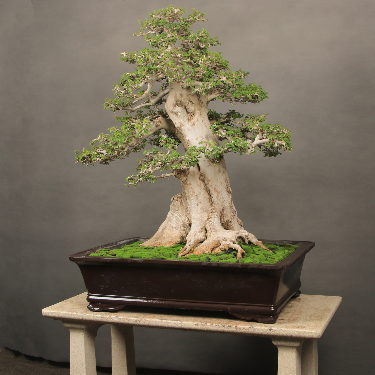 百年老桩对节白蜡盆景 一物一拍,所见即所得!细节如图所示! 盆景