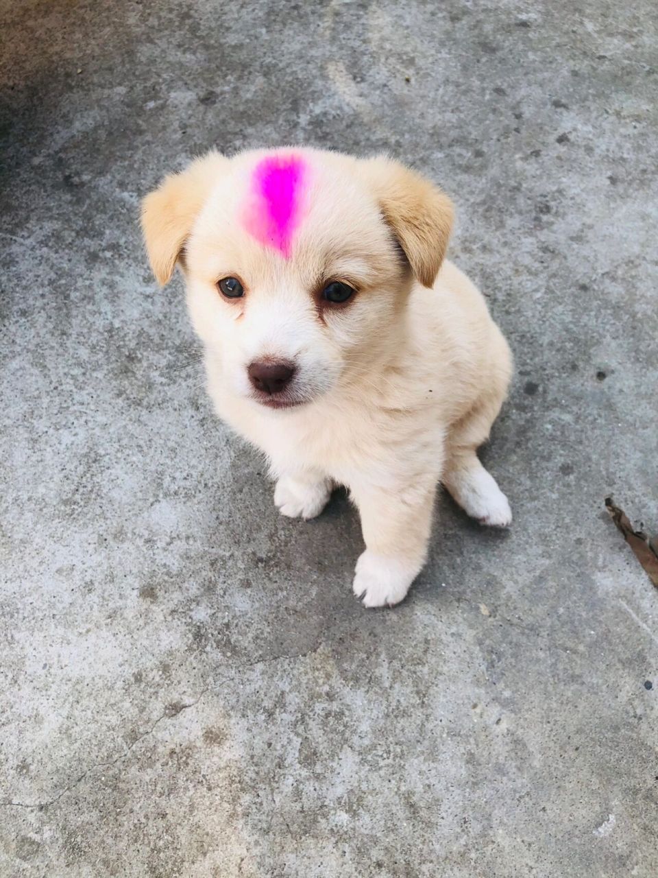 中华田园犬,可爱到爆炸,已取名:跳跳.