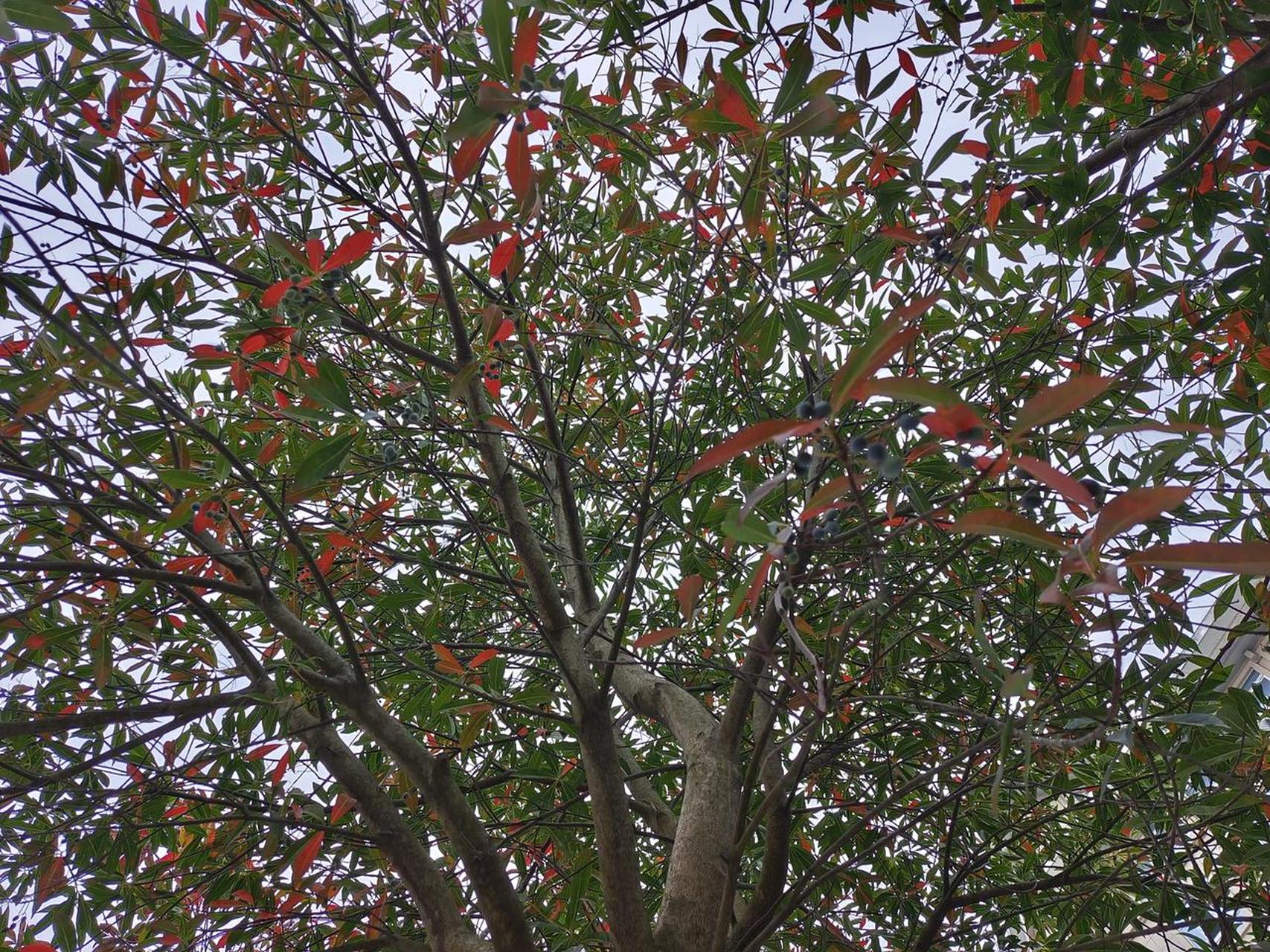 【杜英——常见但叫不出名字的树】