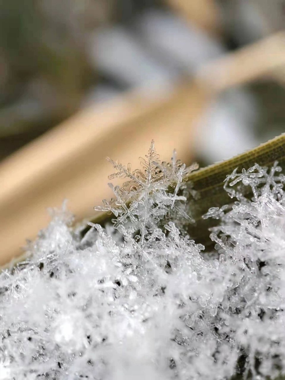 雪花的样子放大图片