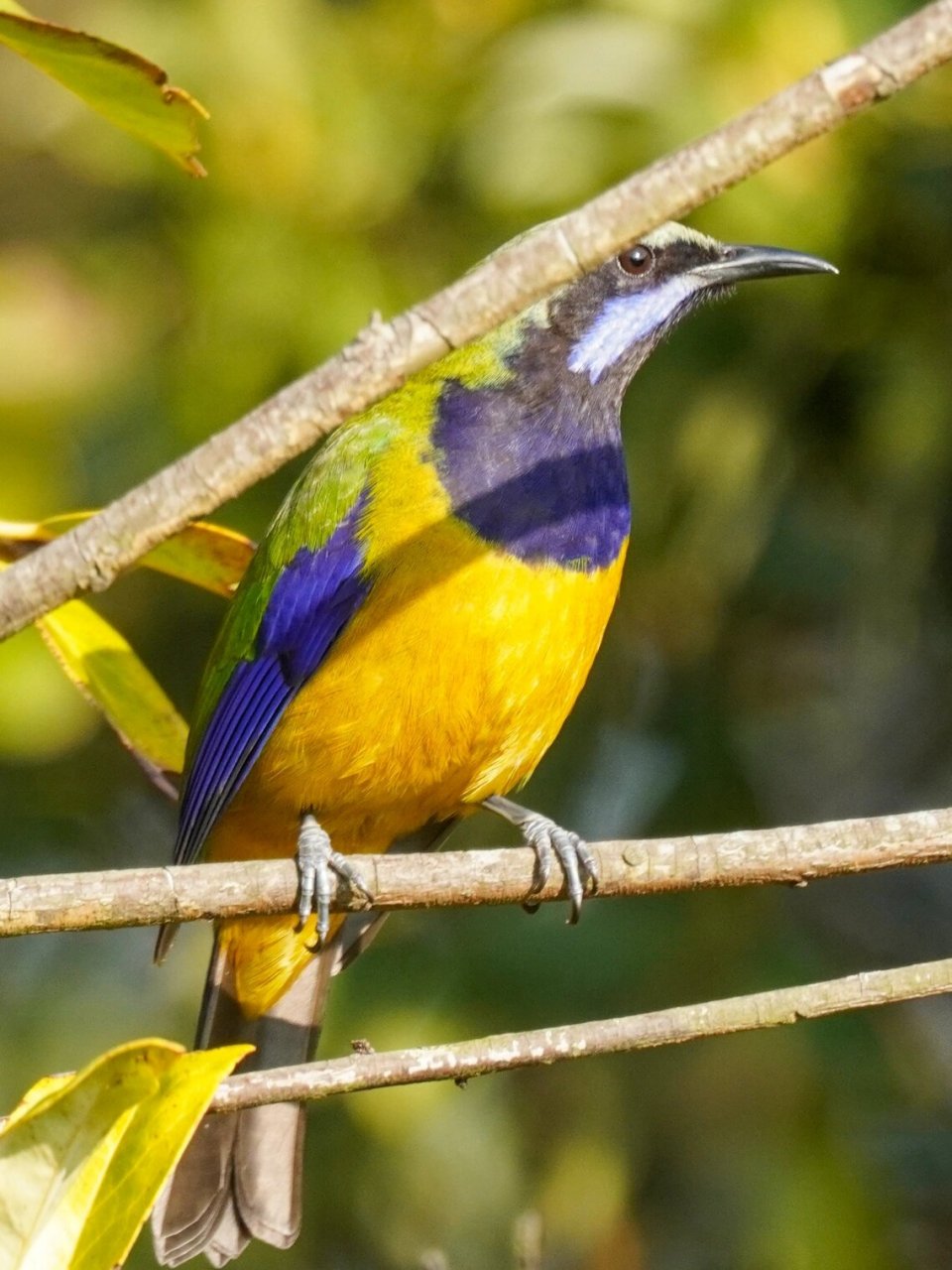 深圳本土鸟类颜值天花板———橙腹叶鹎 于深圳梧桐山拍摄,很幸运地在