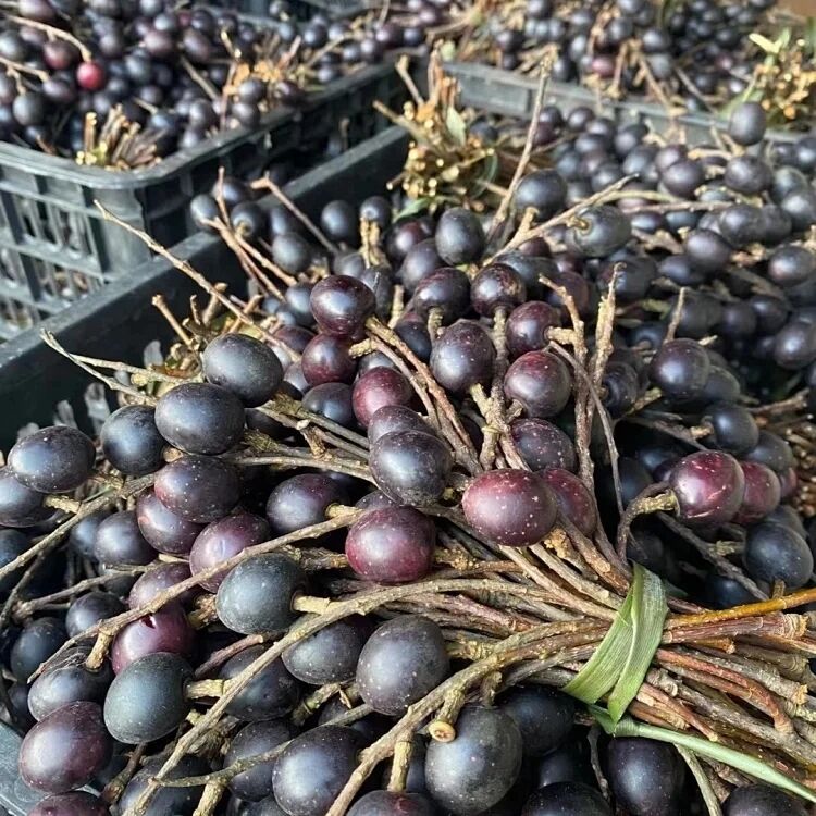 自己微店的宝贝 云南野生胭脂果膏