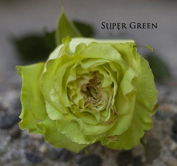 几种天然绿色玫瑰