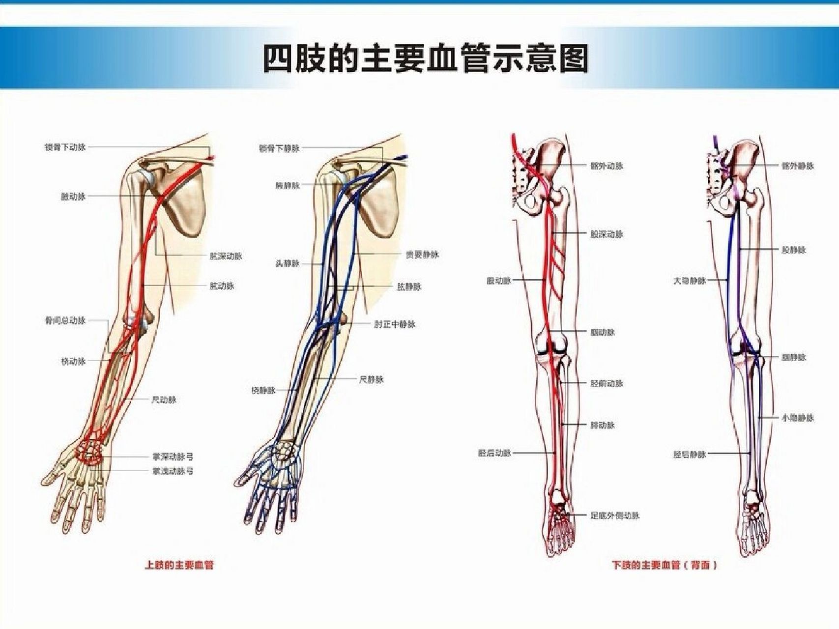 肘部血管分布图图片