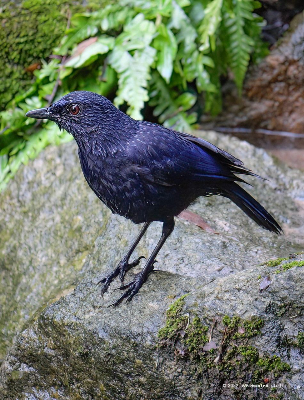 紫啸鸫 | 美丽鸟鸟91 9196「观鸟手札」这是一只美丽的鸫科鸟类