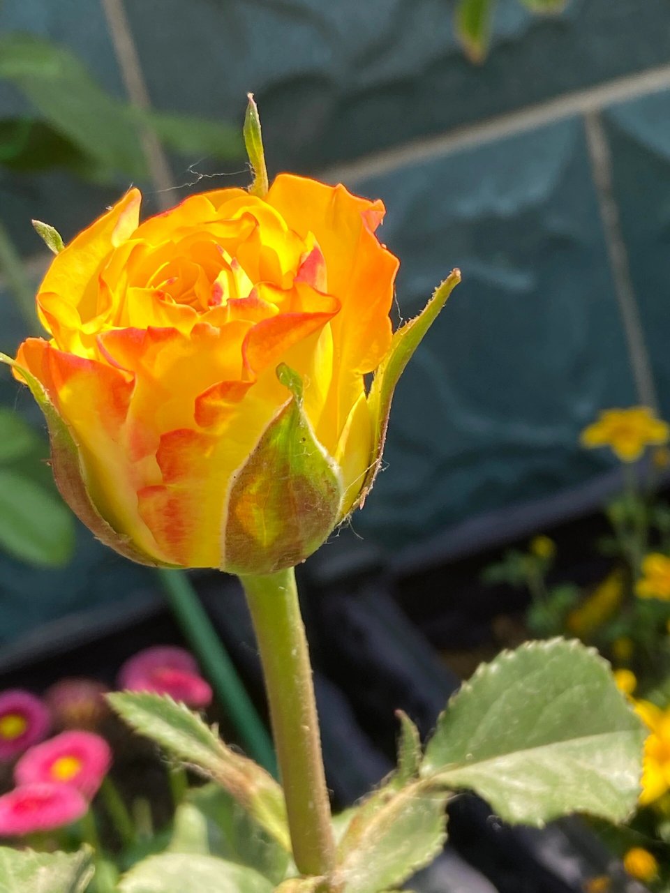 月季|约旦河 又是被名字戳中而下单,长势不算慢