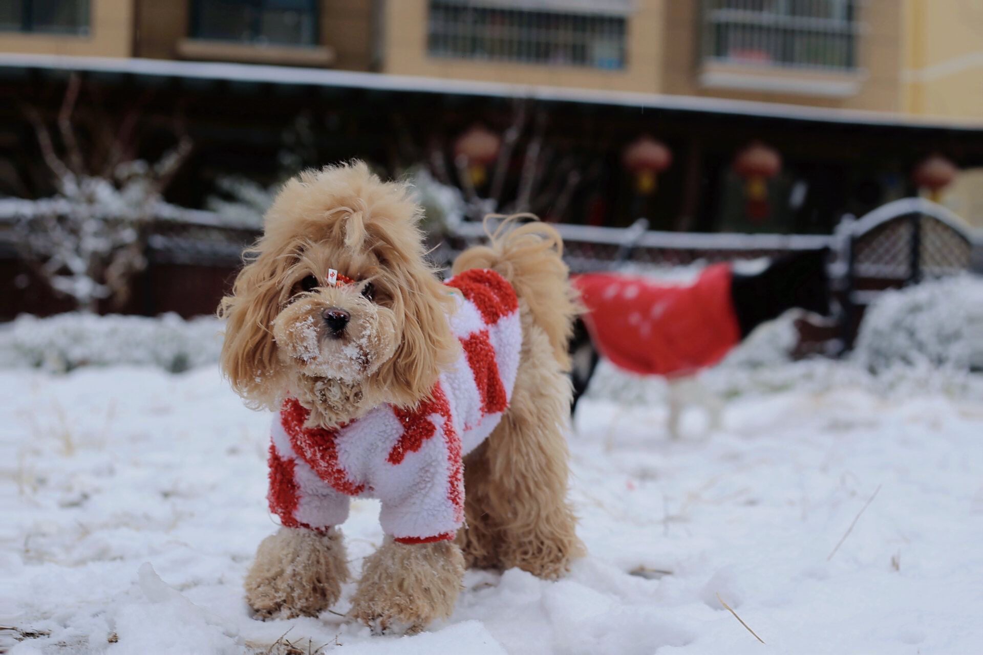 长大后的马尔泰 前段时间下雪拍了几张照片 姨姨们看一下