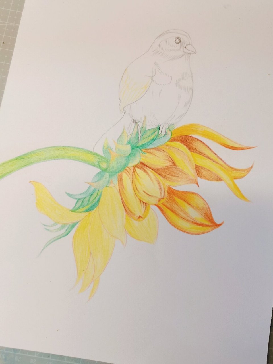 手绘彩铅插画鸟 鸟语花香 画的有点久 大概3个多小时