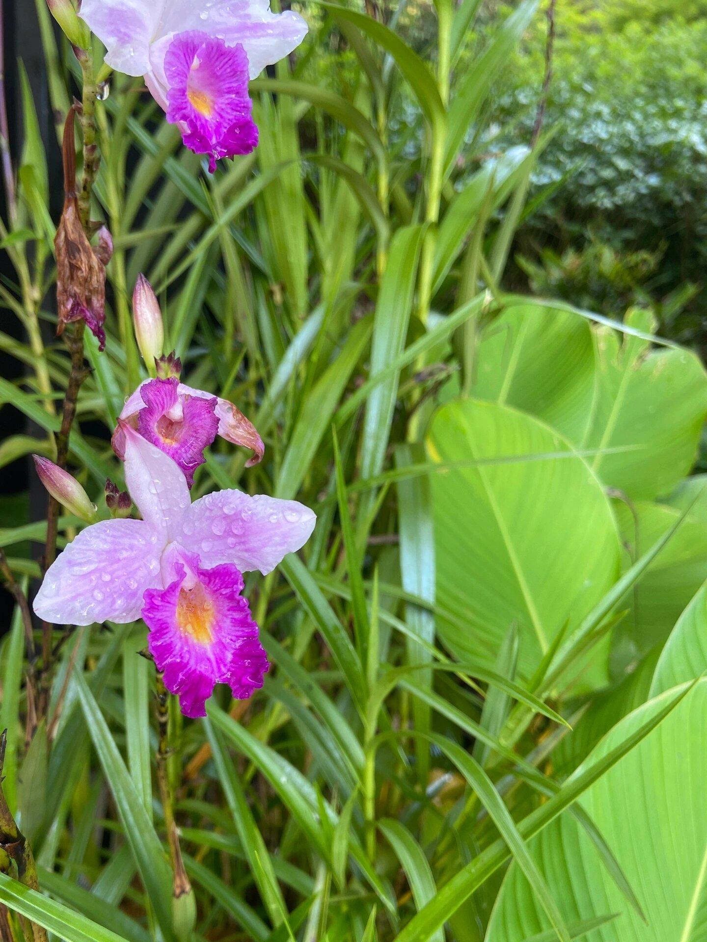don) hochr. 兰科竹叶兰属地生兰花.英文名bamboo orchid.