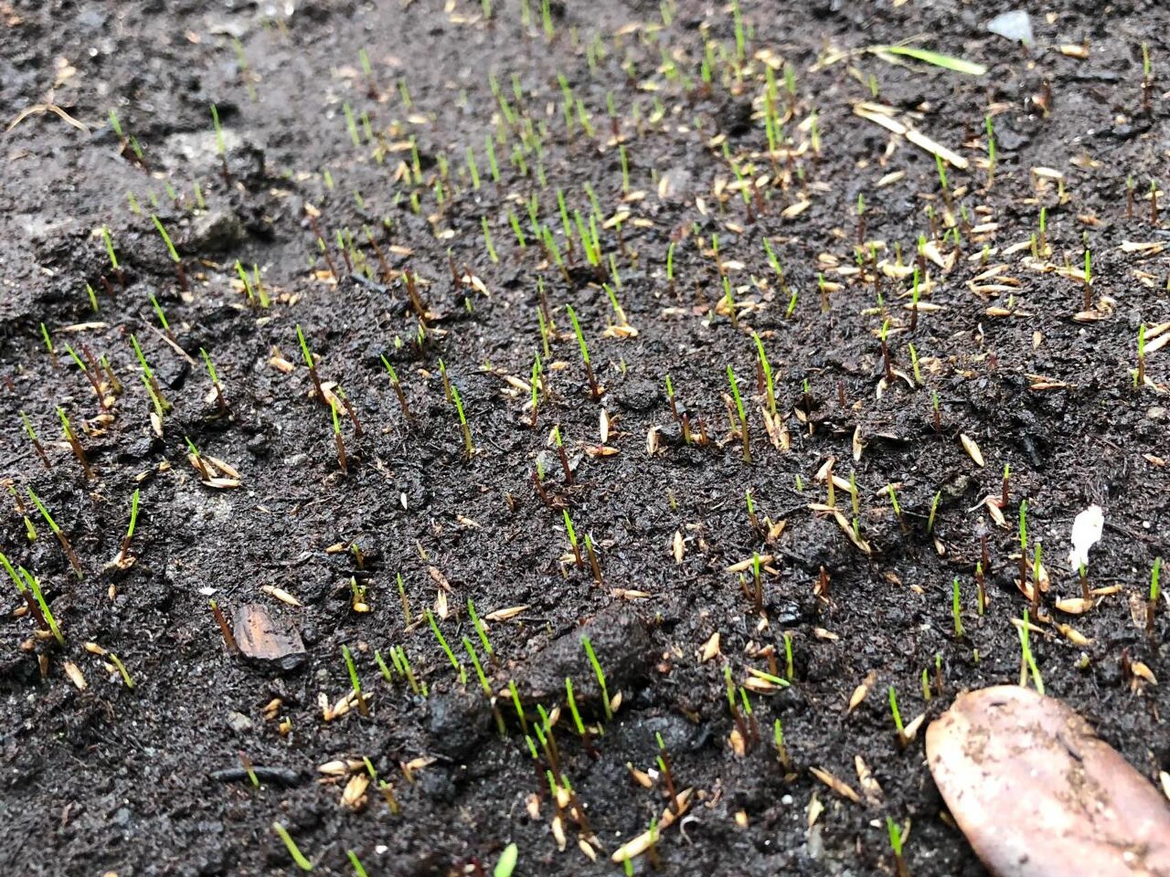 杂草发芽的样子图片