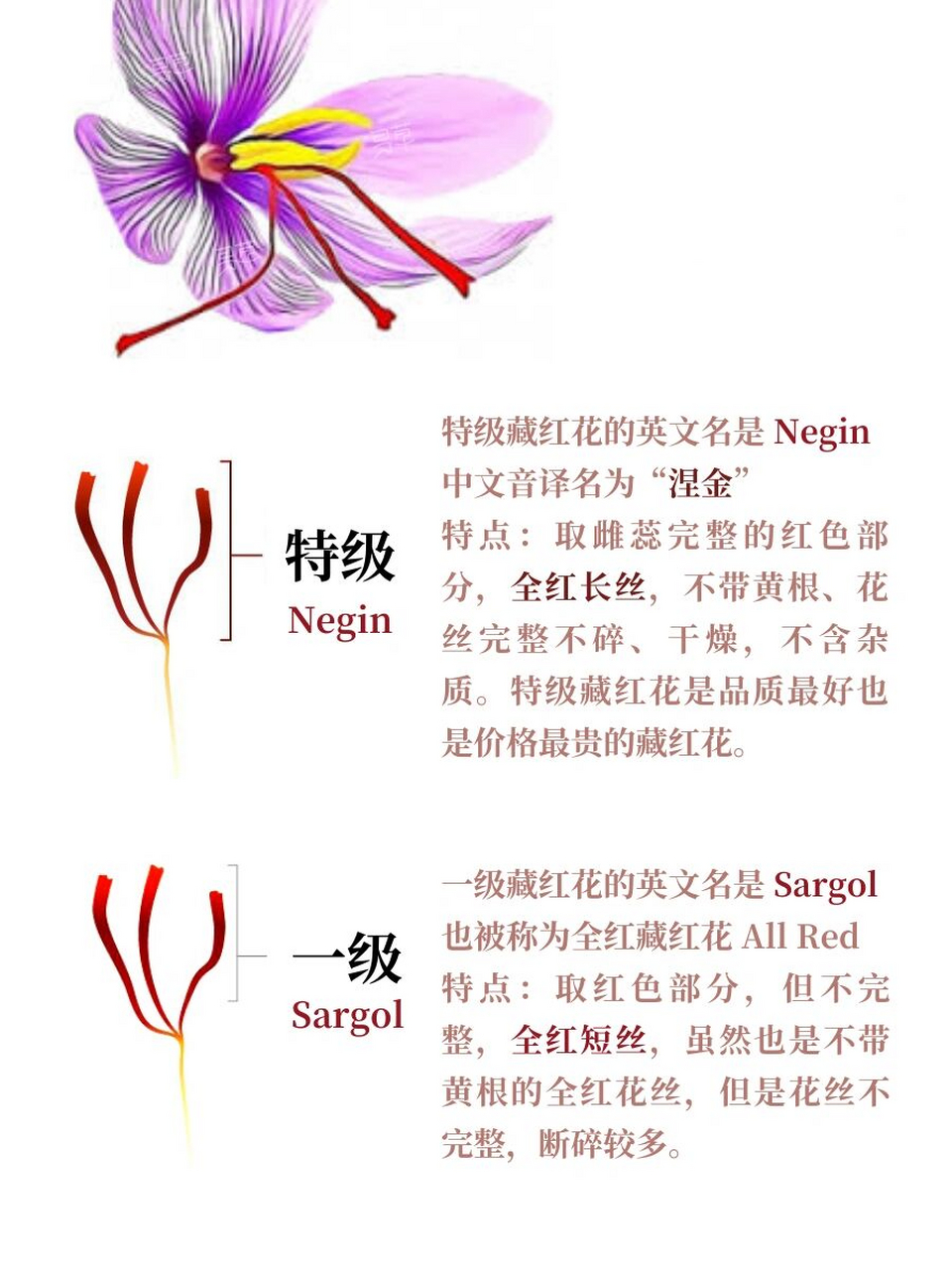 96花中圣品藏红花,一朵原花中只取三根花蕊,是迪拜女人的神仙水.