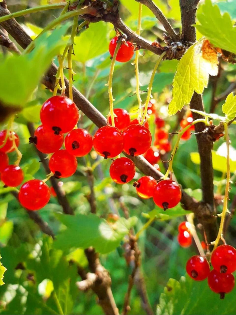 这到底是红加仑还是红醋栗还是红茶藨子?