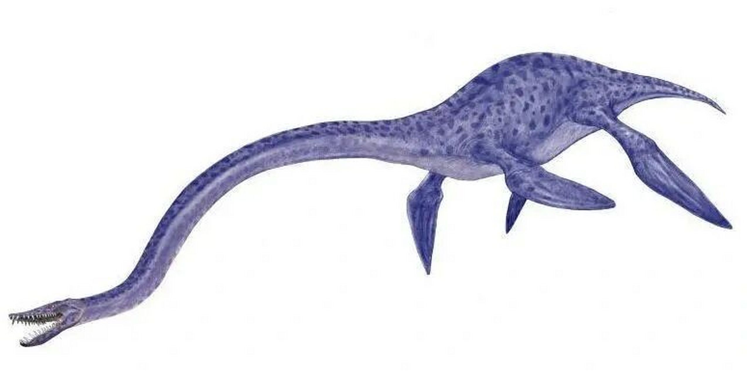 蛇颈龙简介 蛇颈龙是已灭绝的蛇颈龙属海生爬行类的统称,属双孔亚纲鳍