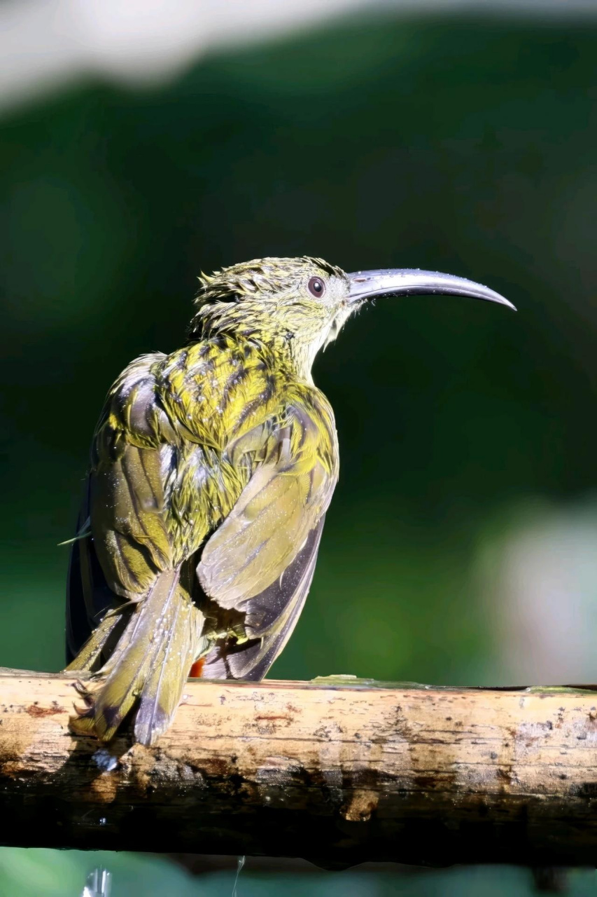 【百鸟志61图纪】 (290)◇70纹背捕蛛鸟70◇ (癸卯季冬,摄于