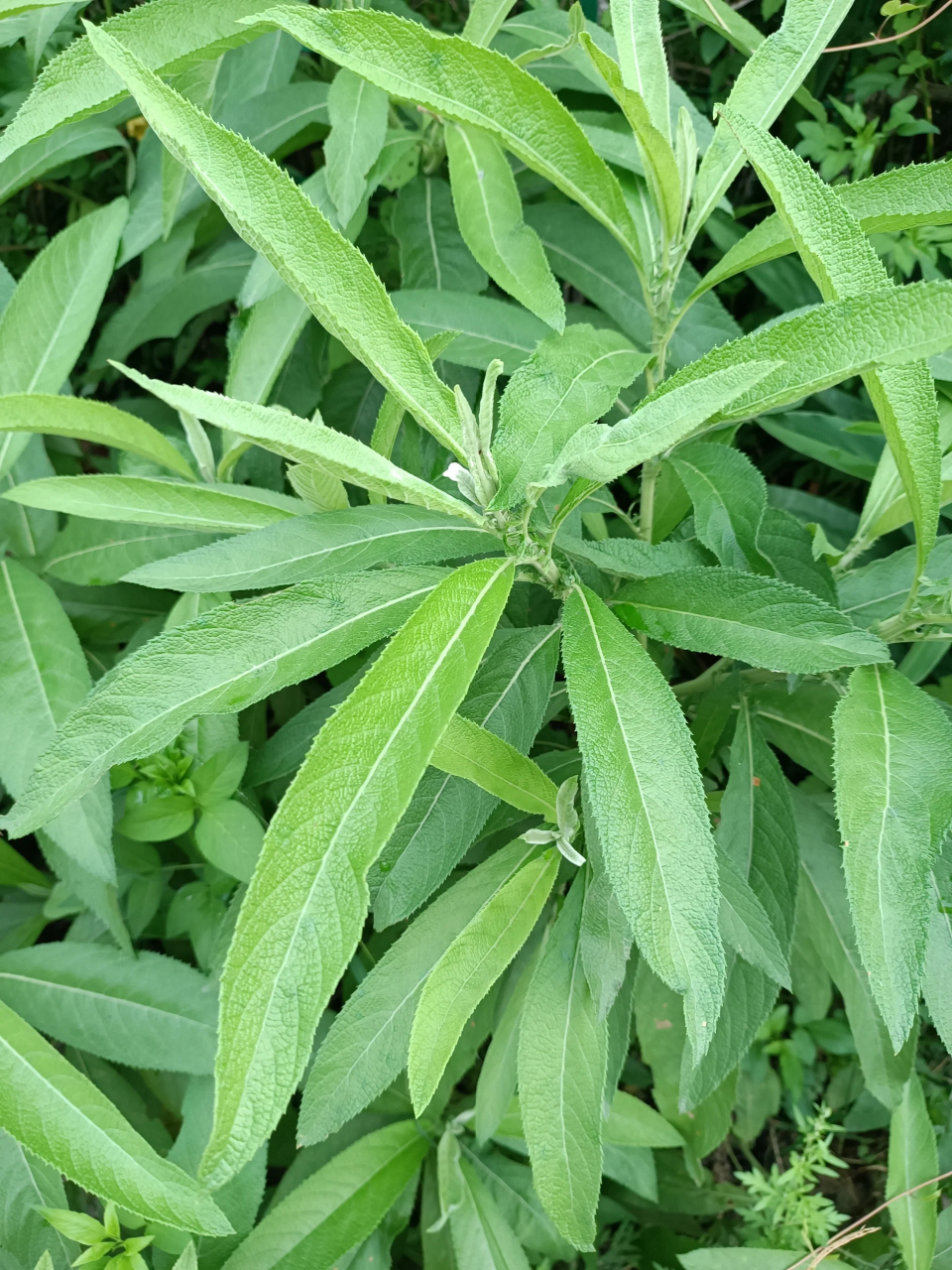 月子祛风草图片