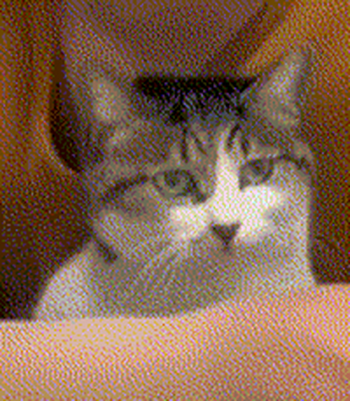 做了一个很喜欢的抖抖猫表情包,一边喜欢着一边抖.