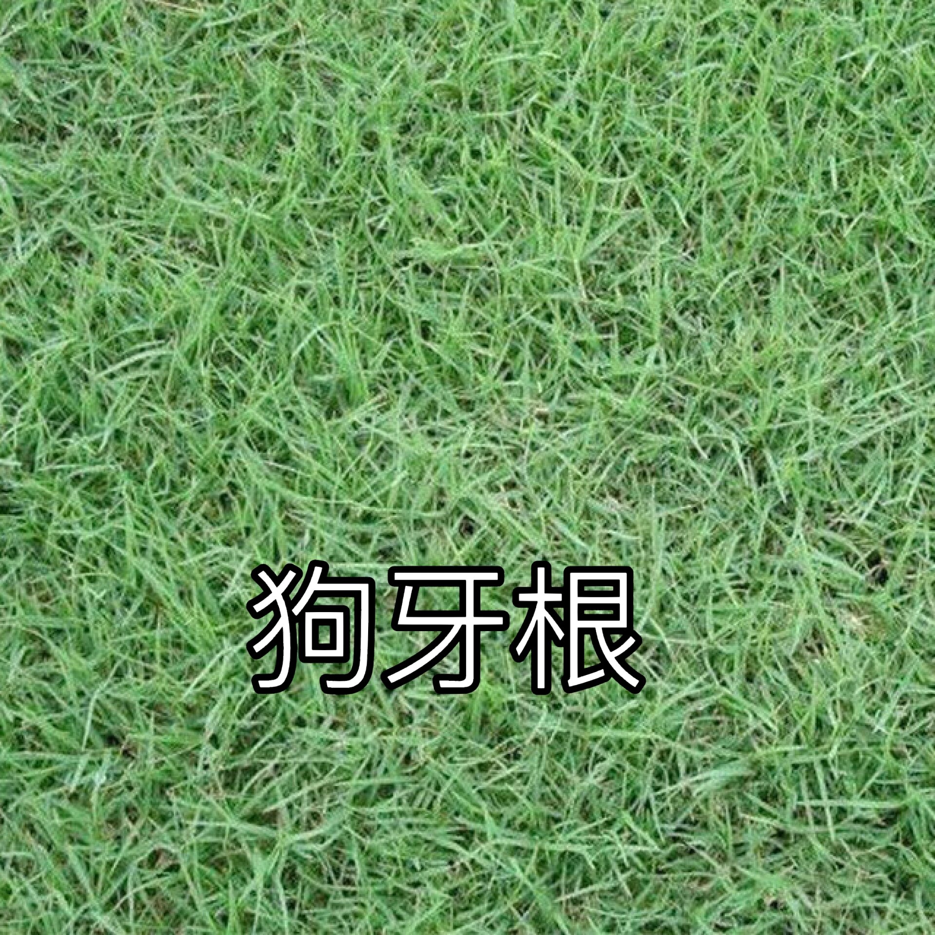 六种常见品种草坪草种介绍