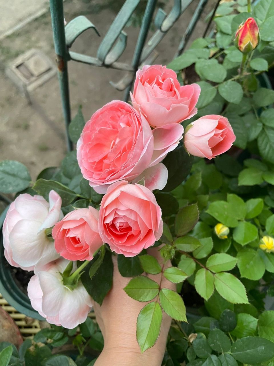 好看的花花月季诺娃 诺娃小可爱,如果阳台月季花只选一种,我选诺娃,她