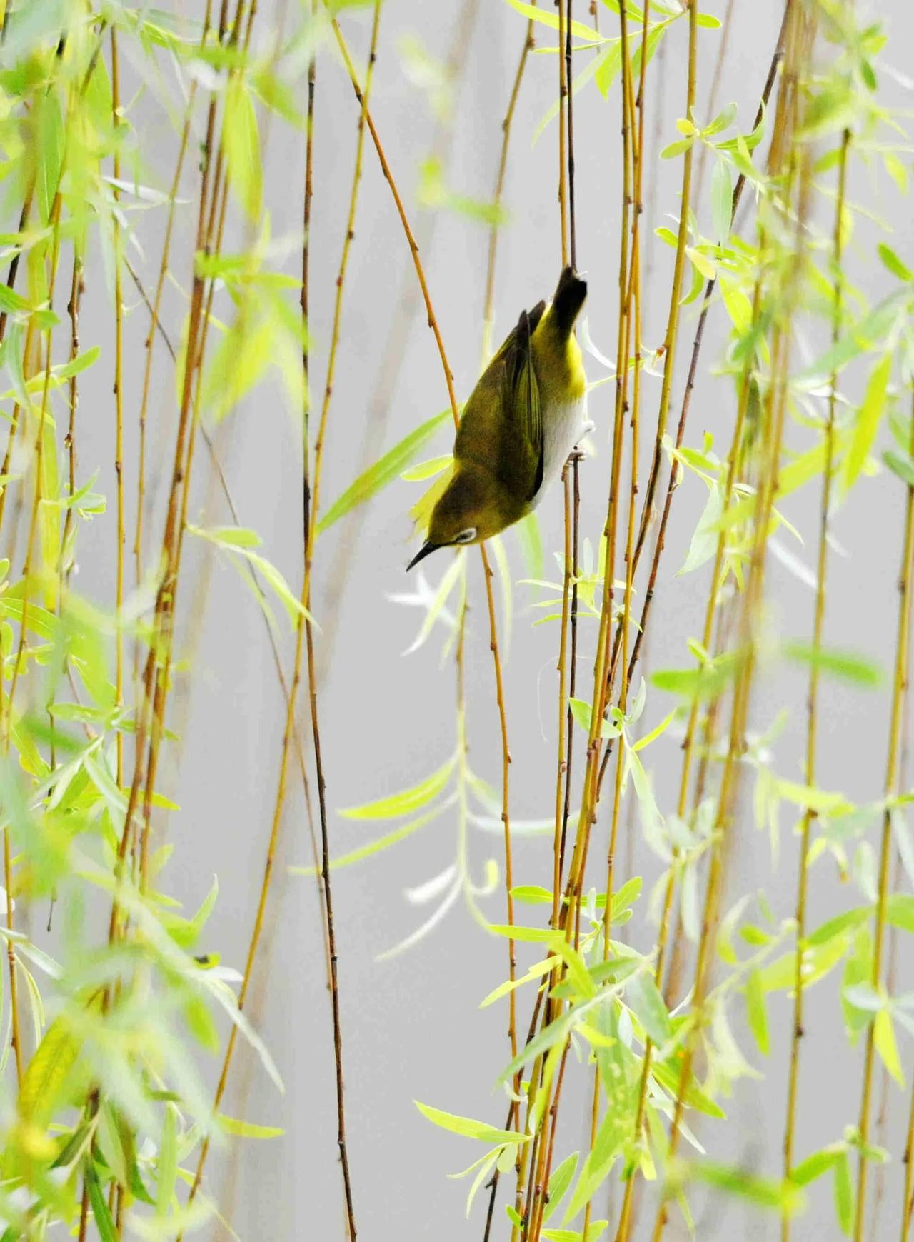 平平仄仄平 莺啼柳岸春光媚,燕舞华堂景色新,这是一幅生机盎然的画面