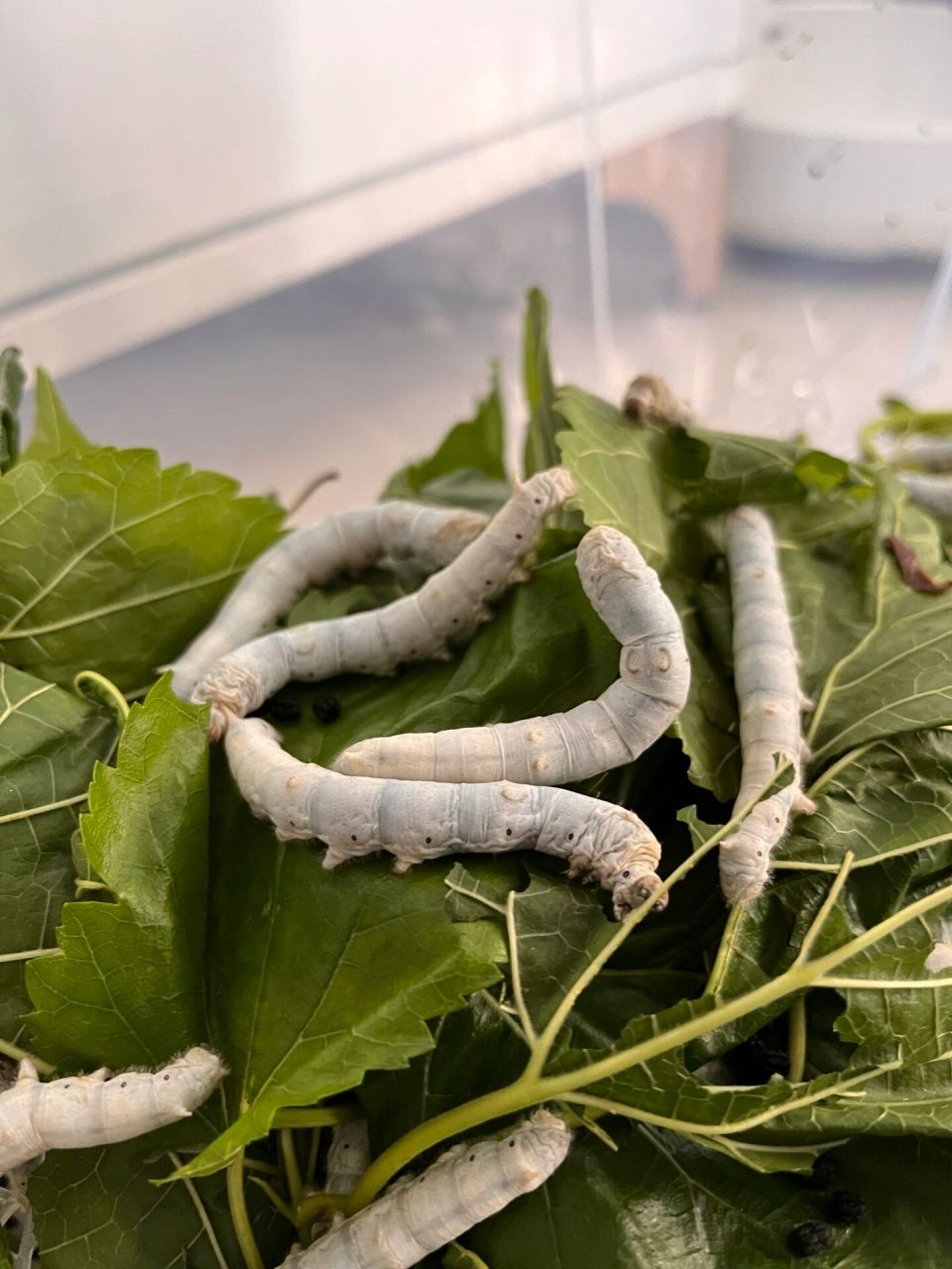 带孩子观察蚕宝宝的一生🐛感叹生物的神奇 🐛胚胎开始发育到破壳