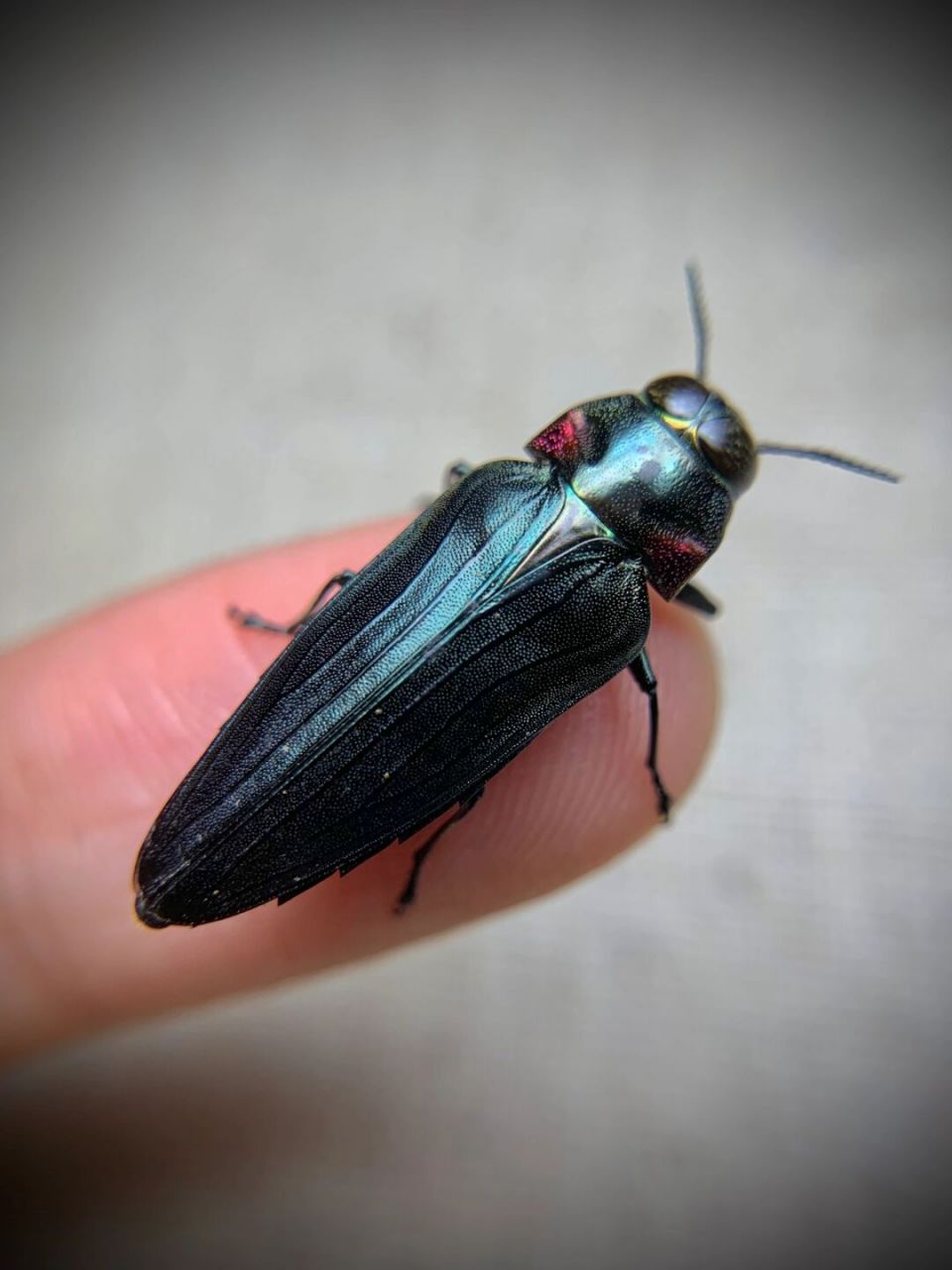 炮弹飞船～ 咬人超疼的小吉丁,一口破皮[黑线]不过颜色还是蛮不错的