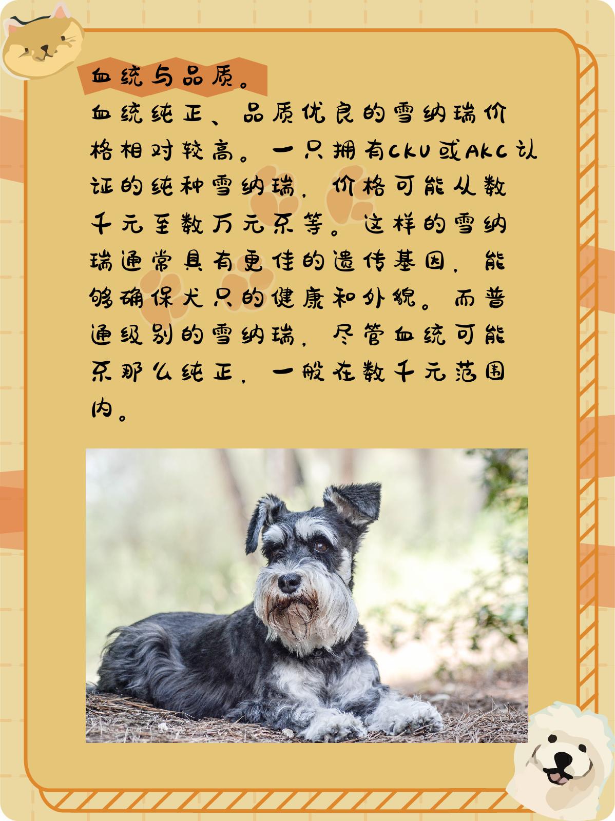 雪瑞纳犬多少钱图片