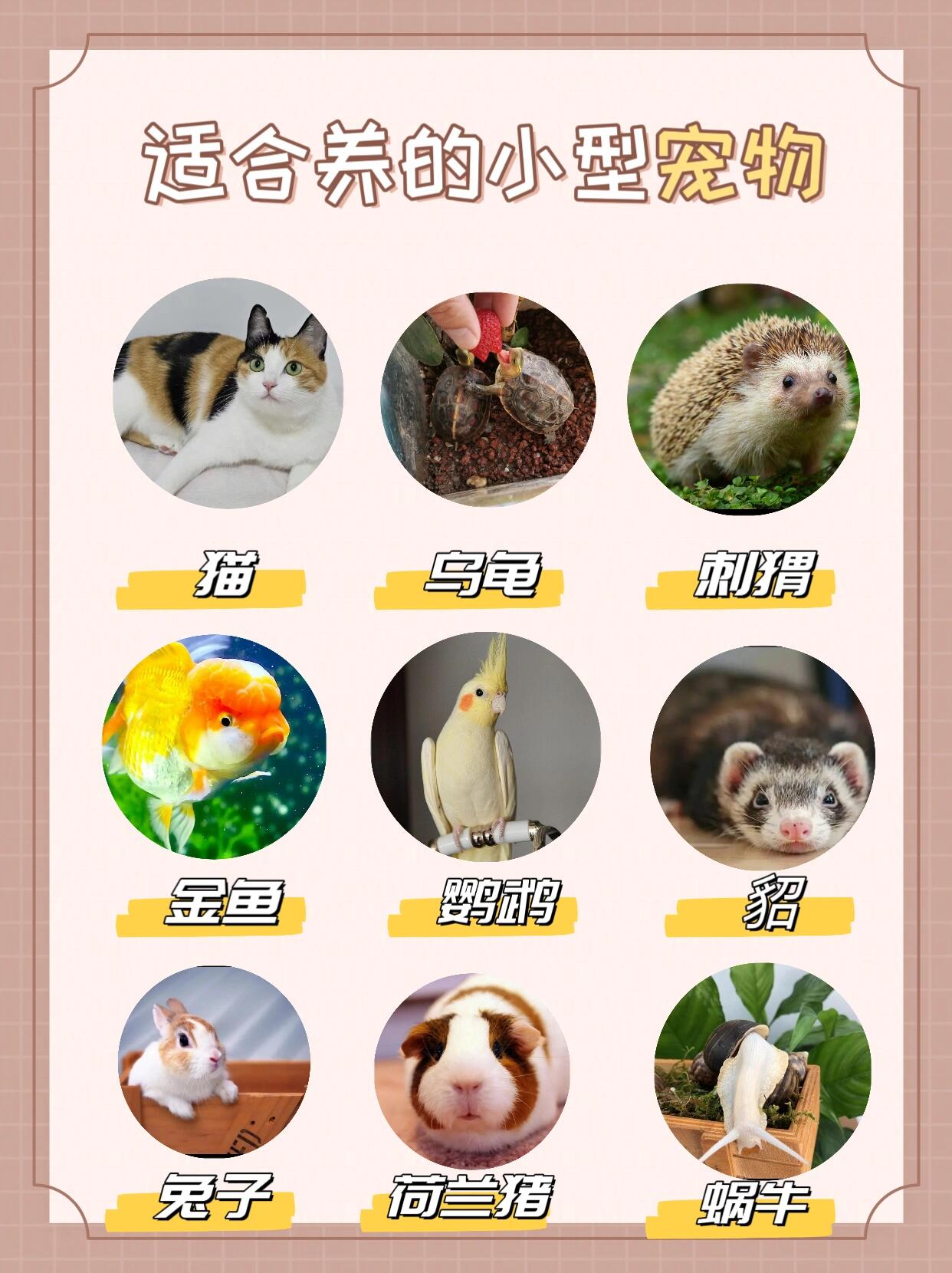 开元棋牌- 开元棋牌官网 - 开元棋牌APP下载宠物狗交易网：打造安全可靠的购宠平台