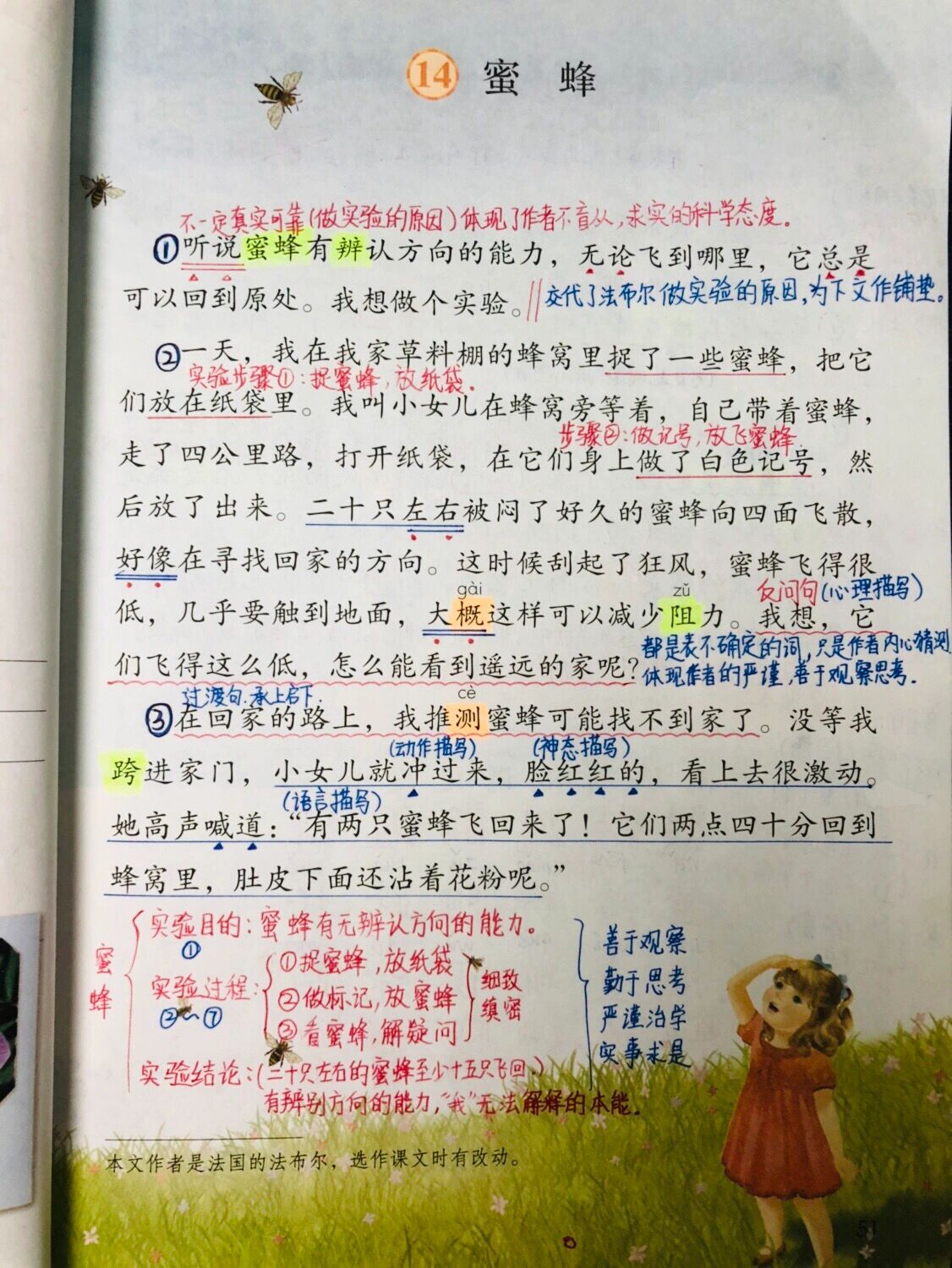 三年级下册语文笔记四单元14课《蜜蜂》笔记