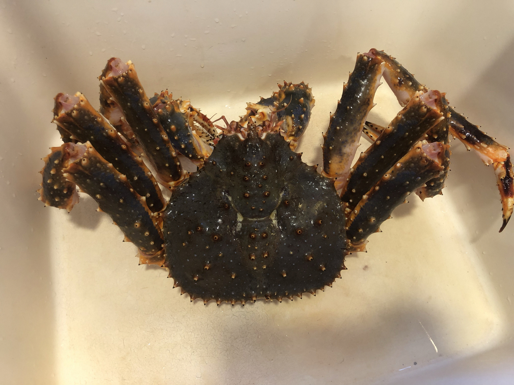 你那边这长脚蟹和松叶蟹多少一斤 图一今天买的松叶蟹,特别划算,2斤6