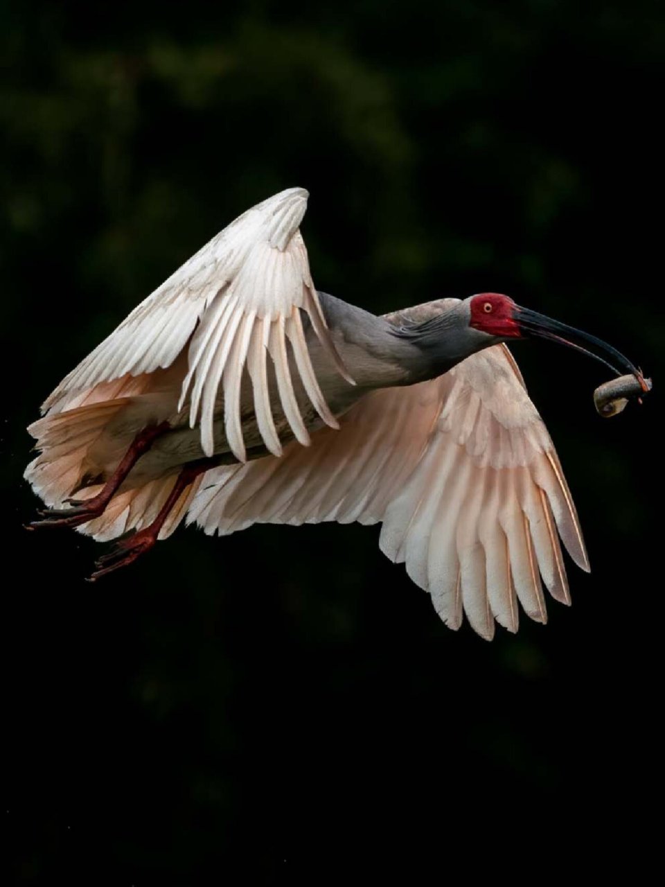 摄影打鸟|灵动吉祥之鸟～朱鹮 朱鹮是一种稀有的美丽鸟类,具有非常高