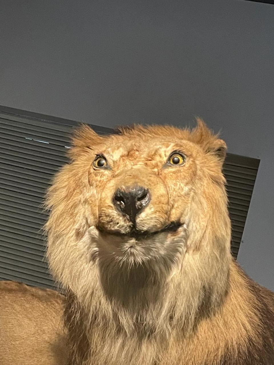 在上海自然博物馆看到一只狮子标本,感觉它的表情好像有点欠揍,而且