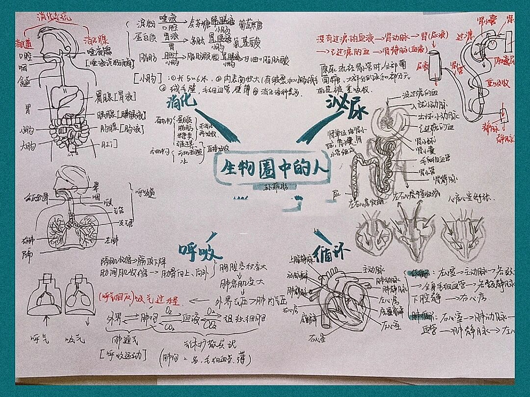 八下生物圈中的人四大系统思维导图 019969♀15第二弹生物