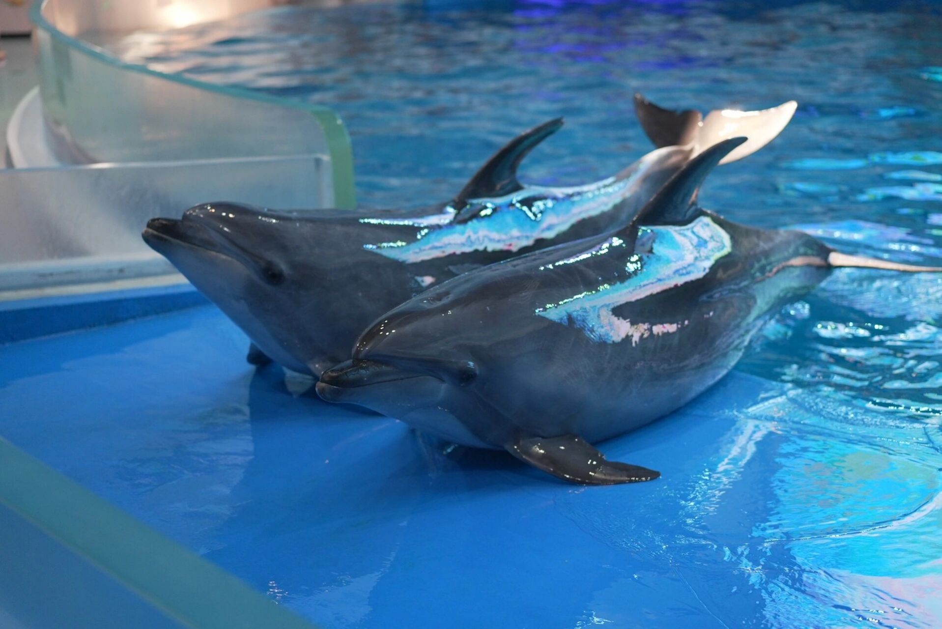 南宁极地海洋世界游玩攻略更新啦 9898南宁极地海洋世界游玩指南!