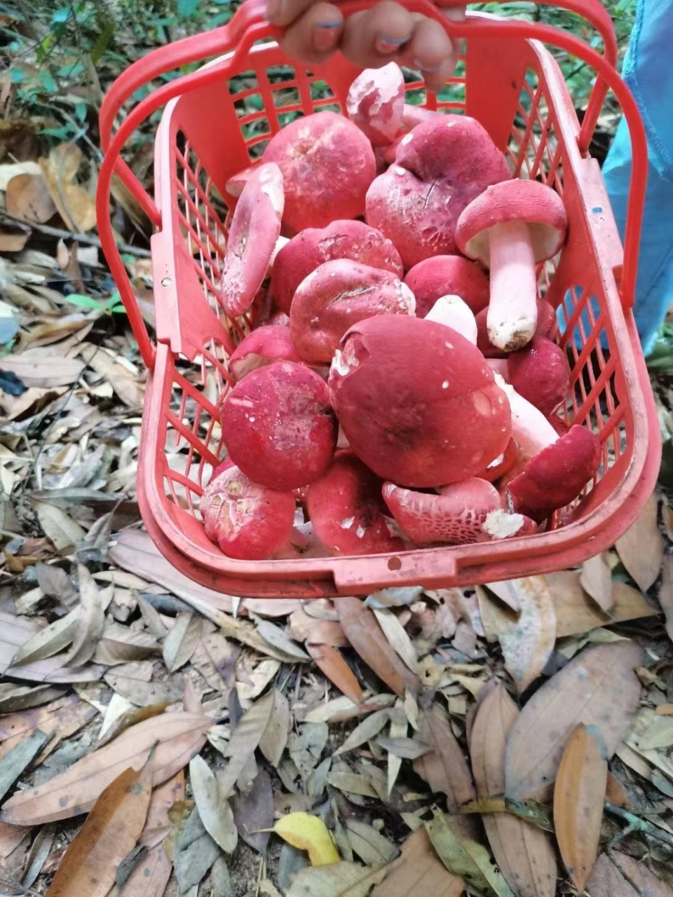 2021年新鲜的野生红菇来啦,没有毒,不能种植,营养价值很高,煲汤很鲜美