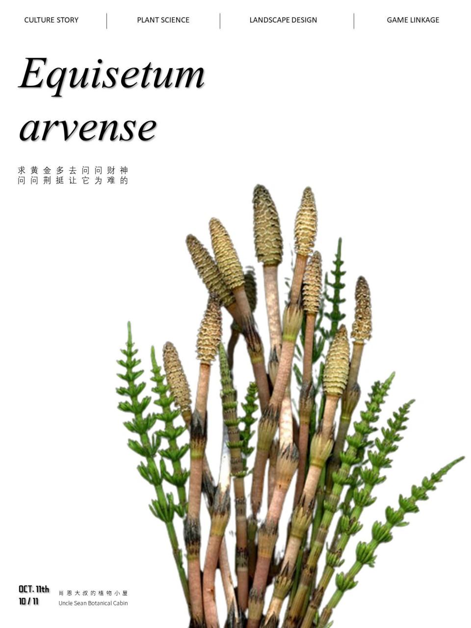 问荆挺为难,求黄金就去问财神啊 拉丁名:equisetum arvense 中文名