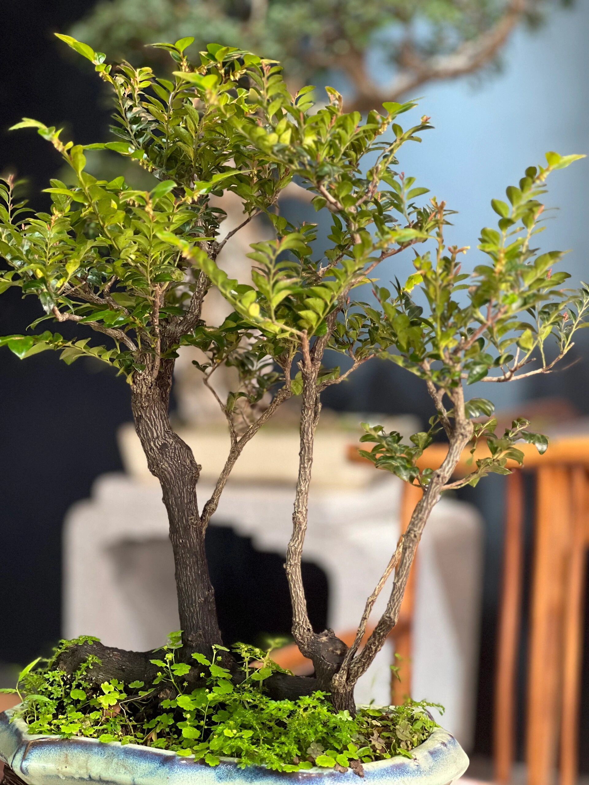 黑骨茶与紫檀 都是木色乌金,但是紫檀的叶片会更加圆润