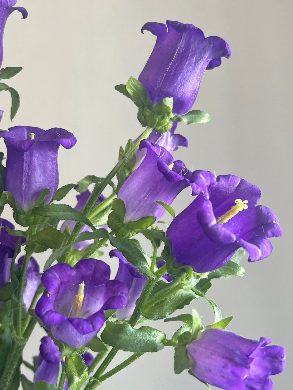 风铃草花型花头周正硕大 花期长易养实在太喜欢了 花头实际